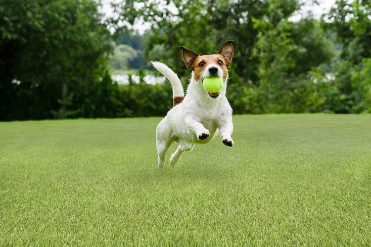 Turf Artificial Grass